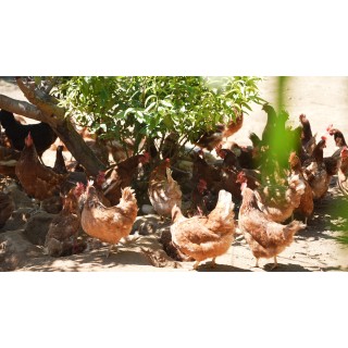 【周三闪购】🔥【唐寐家纺福利四件套】60支新疆长绒棉磨毛面料！清仓5000多套❗️❗️❗️工厂给福利，絮语磨毛四件套