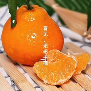 春见耙耙柑5斤 果肉橙色，肉质脆嫩、多汁、囊壁薄、极化渣，糖度高，酸甜适口