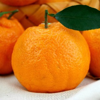 春见耙耙柑5斤 果肉橙色，肉质脆嫩、多汁、囊壁薄、极化渣，糖度高，酸甜适口