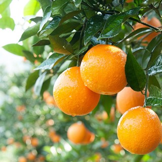 湖北秭归伦晚春橙3斤，多汁的口感，每一口都像是在享受一场水果的盛宴。