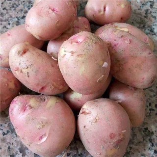 云南高原红皮土豆5斤 ，软糯香甜 果肉细腻
