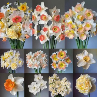 🌈花中仙子🌼遗世独立【精品水仙花种球】送盆+营养液🌦️暖春初现的专属香气️，代表冬天的远去。没有玫瑰般妖娆、牡丹的娇艳，却有春天般纯洁！