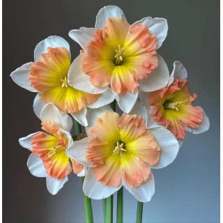 🌈花中仙子🌼遗世独立【精品水仙花种球】送盆+营养液🌦️暖春初现的专属香气️，代表冬天的远去。没有玫瑰般妖娆、牡丹的娇艳，却有春天般纯洁！