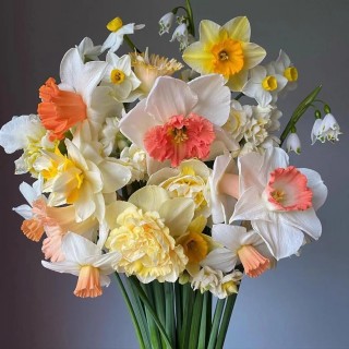 🌈花中仙子🌼遗世独立【精品水仙花种球】送盆+营养液🌦️暖春初现的专属香气️，代表冬天的远去。没有玫瑰般妖娆、牡丹的娇艳，却有春天般纯洁！