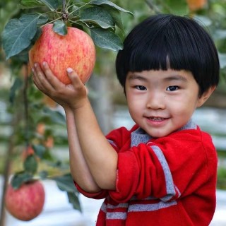 【特价】现摘现发！29.9抢5斤大果！【正宗新疆阿克苏冰糖心苹果】国家地理标志性农产品◎苹果届“扛把子“甜过初恋◇爆汁脆甜!