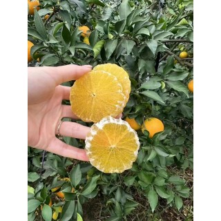 🔥🔥🔥爱媛果冻橙4.5-5斤特大果✨7.8-8斤特大果✨正当季！每颗果粒都在舌尖爆汁，果冻橙必吃爱媛！秋冬的第一口爱媛橙！4.5-5斤到手一箱约10个，7.8-8斤一箱约16个