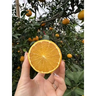 🔥🔥🔥爱媛果冻橙4.5-5斤特大果✨7.8-8斤特大果✨正当季！每颗果粒都在舌尖爆汁，果冻橙必吃爱媛！秋冬的第一口爱媛橙！4.5-5斤到手一箱约10个，7.8-8斤一箱约16个