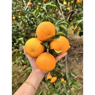 🔥🔥🔥爱媛果冻橙4.5-5斤特大果✨7.8-8斤特大果✨正当季！每颗果粒都在舌尖爆汁，果冻橙必吃爱媛！秋冬的第一口爱媛橙！4.5-5斤到手一箱约10个，7.8-8斤一箱约16个