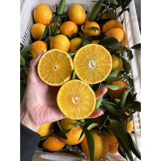 🔥🔥🔥爱媛果冻橙4.5-5斤特大果✨7.8-8斤特大果✨正当季！每颗果粒都在舌尖爆汁，果冻橙必吃爱媛！秋冬的第一口爱媛橙！4.5-5斤到手一箱约10个，7.8-8斤一箱约16个