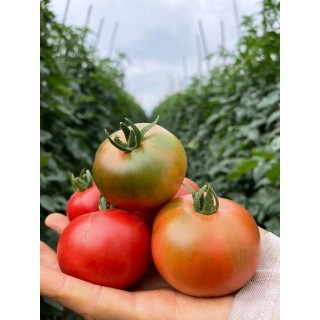 攀枝花草莓番茄第三季❗限时福利秒杀❗39.9💰秒5斤装❗🉑生吃的一款番茄❗皮脆肉糯❗酸甜可口❗香浓多汁❗