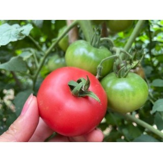 攀枝花草莓番茄第三季❗限时福利秒杀❗39.9💰秒5斤装❗🉑生吃的一款番茄❗皮脆肉糯❗酸甜可口❗香浓多汁❗