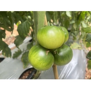 攀枝花草莓番茄第三季❗限时福利秒杀❗39.9💰秒5斤装❗🉑生吃的一款番茄❗皮脆肉糯❗酸甜可口❗香浓多汁❗