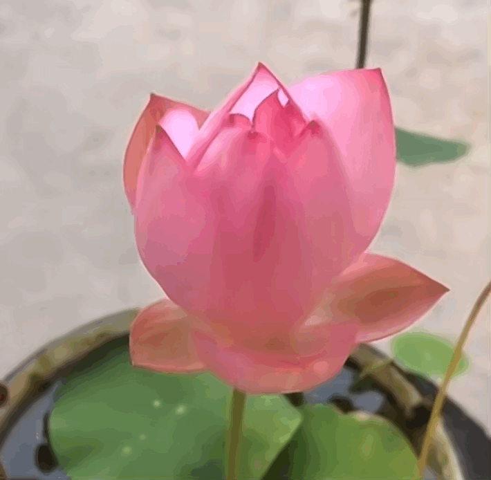 2.gif