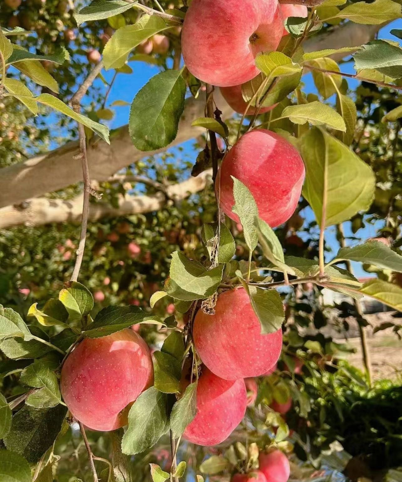 /uploads/image/2025/11/18/e91e79e933a4b4c70fdd3caad31f6294.jpg 5.jpg