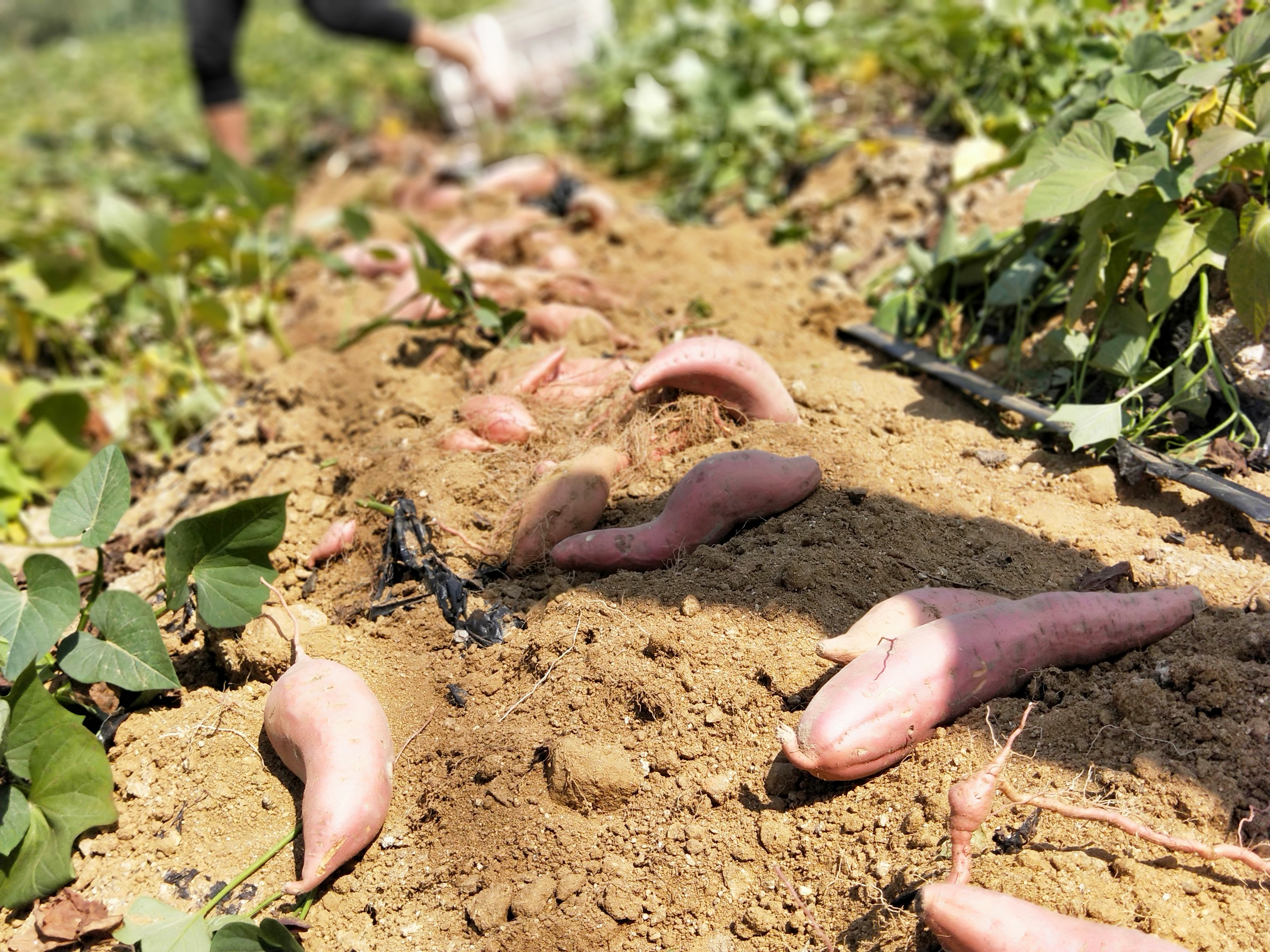 /uploads/image/2025/11/24/b21b57b3a305320b6639c97beb3628ac.jpg 2747d9169c8c32e1bf864a21dd878c10.jpg